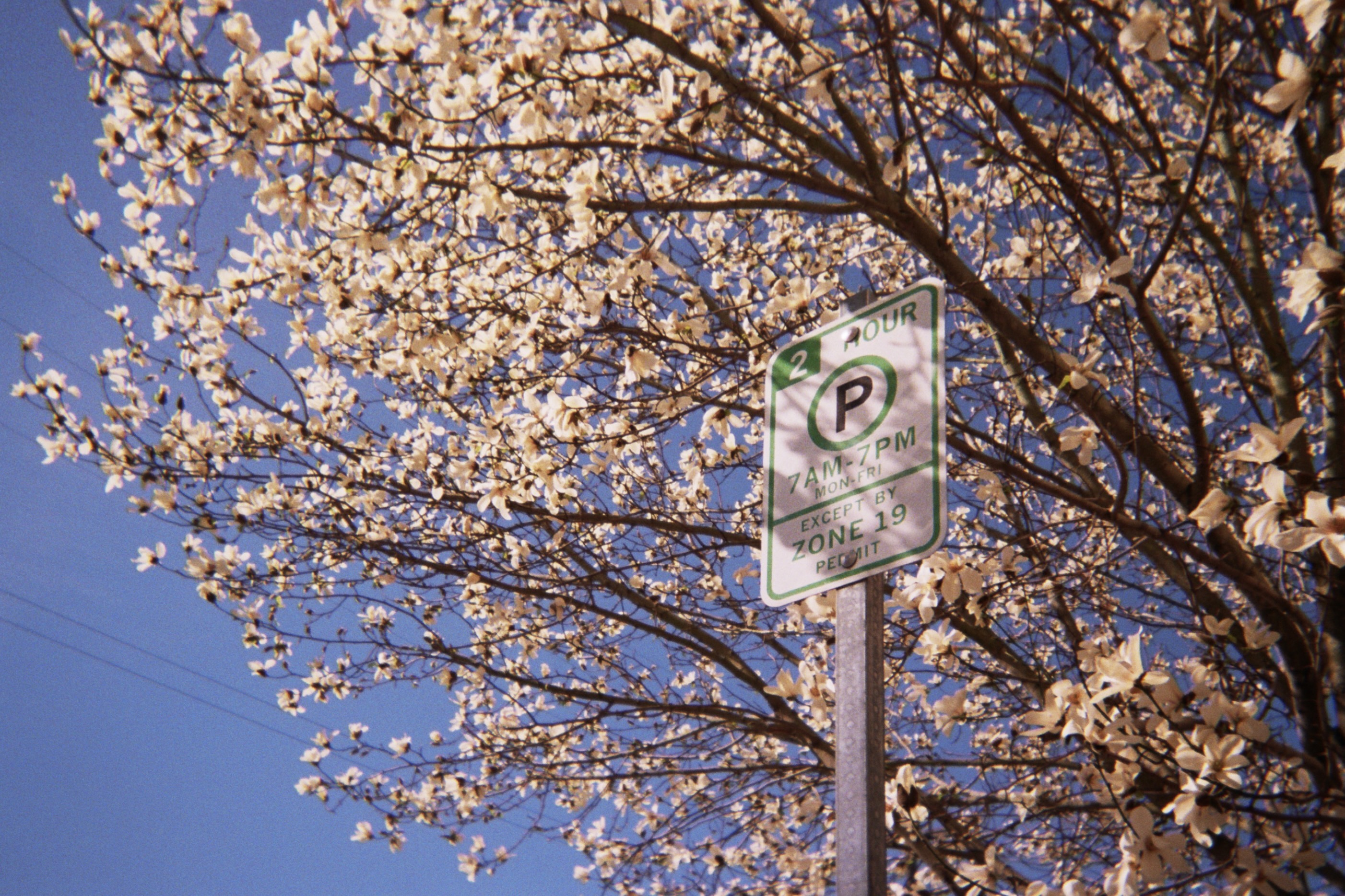 A parking sign surrounded by blooming white magnolia branches against a clear blue sky.