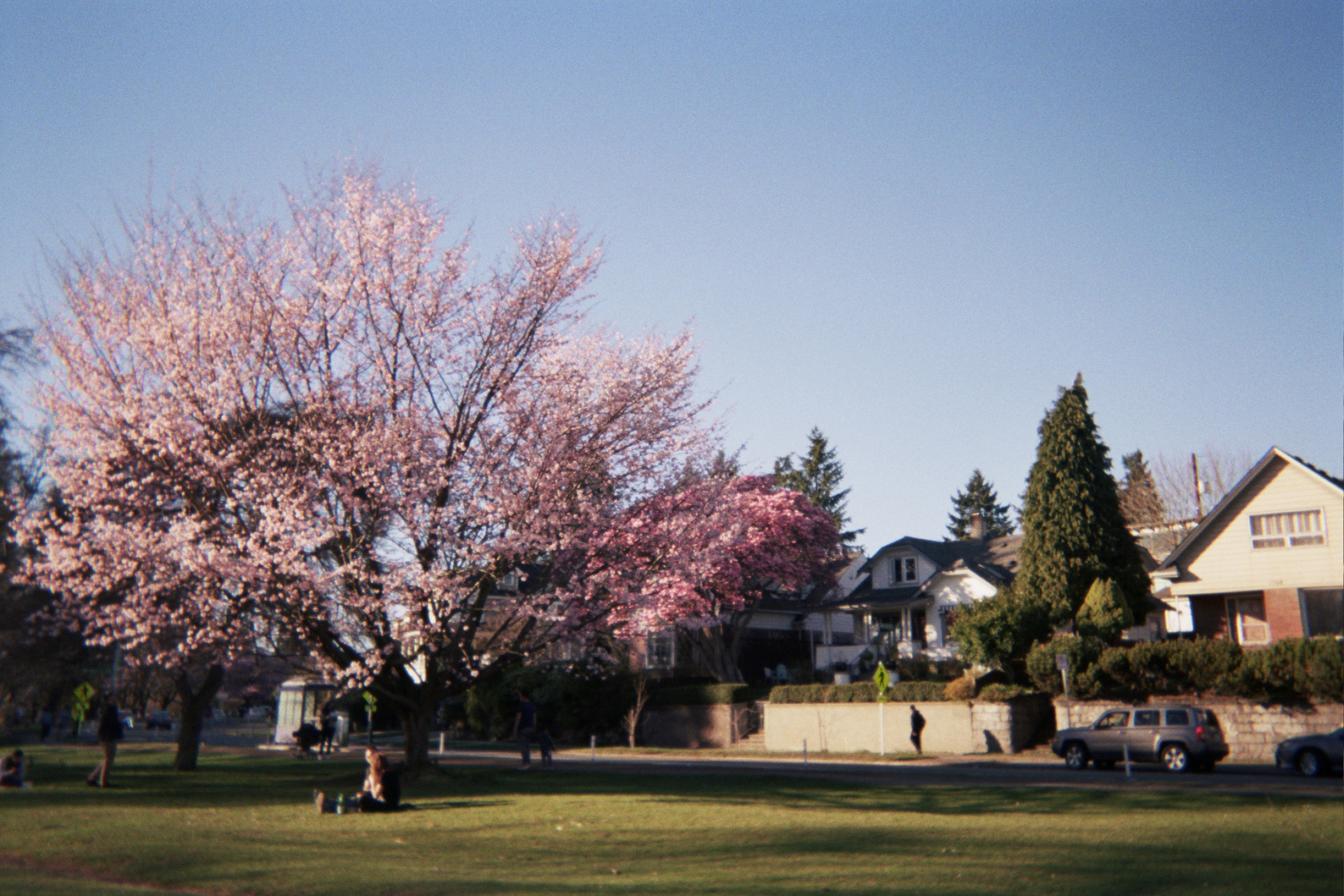 A suburban street scene with cherry blossom trees in full bloom, houses visible behind them, and a grassy area in the foreground.