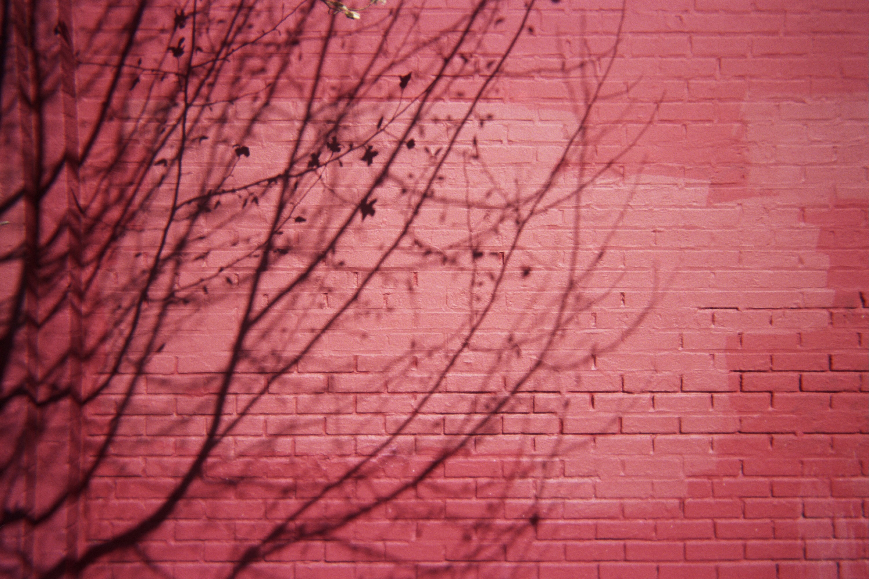 Bare tree branches casting shadows on a pink painted brick wall, creating an abstract pattern.